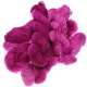 Farbgeschichten - Fuchsia