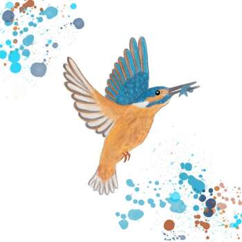 Colours Collectors - November "Kingfisher"